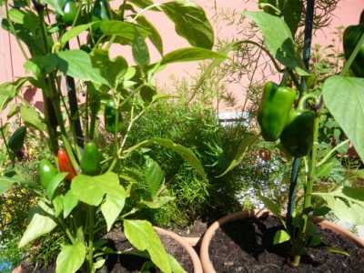 Peperoncini X Peperoni · Pflanzen & Botanik · GREEN24 Pflanzen & Garten