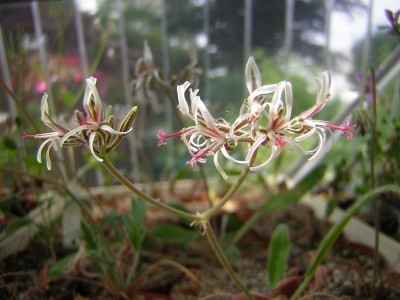 Pel. auritum 2.JPG