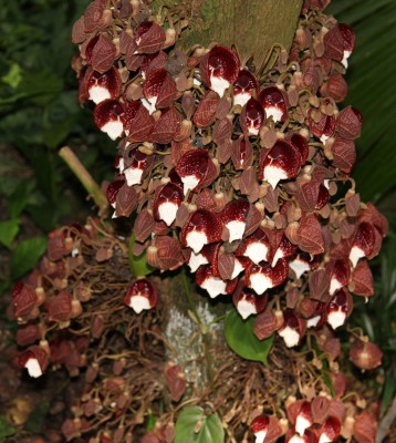 Aristolchia aborea 1.jpg