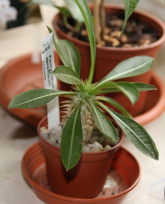 Pachypodium densiflorum.jpg