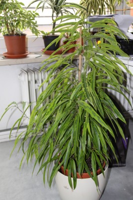 Ficus Amstel Gold.jpg