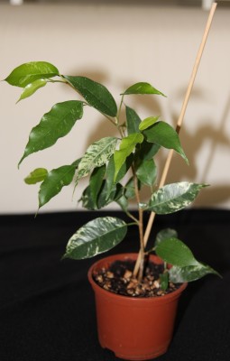 Ficus benni starlight.jpg