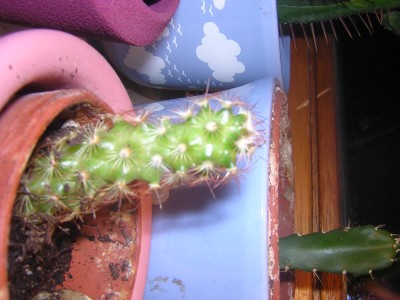 DSCN9471.JPG