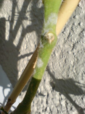 DSC00136.JPG