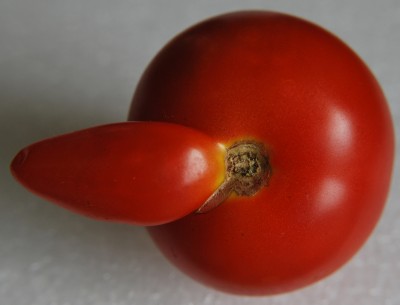 tomate_2.jpg