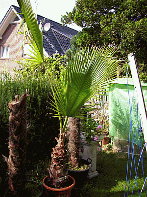 WASHINGTONIA ROBUSTA1gif.gif