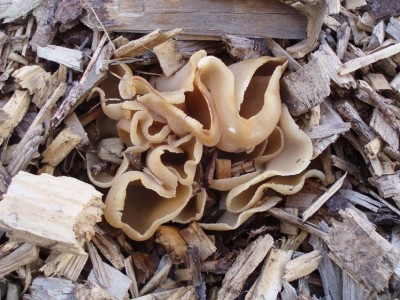 Pilz.JPG
