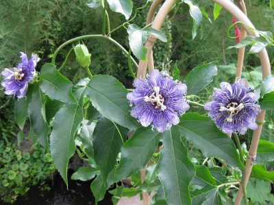 Größenänderung IMG_1031.JPG