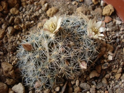 Mammillaria tezontle Blüten.jpg