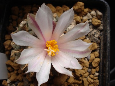 Ariocarpus kotschoubeyanus Blüte.jpg