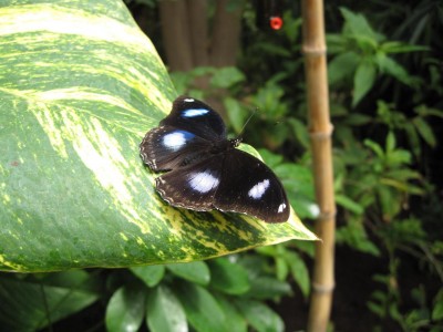 Gran Canaria 2009 (409).jpg