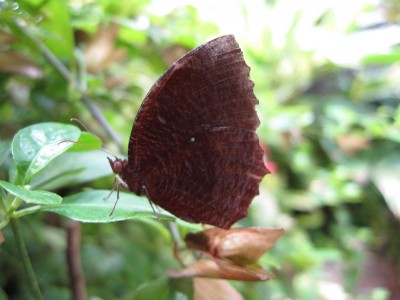 Gran Canaria 2009 (408).jpg