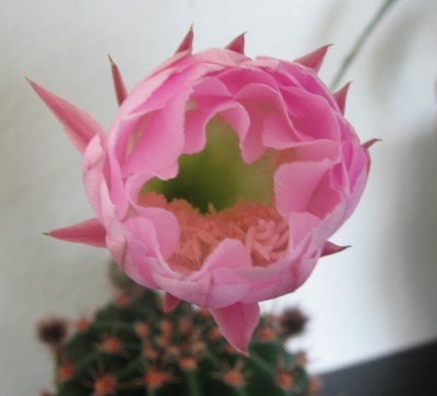 Blüte Echinopsis eyriesii.jpg