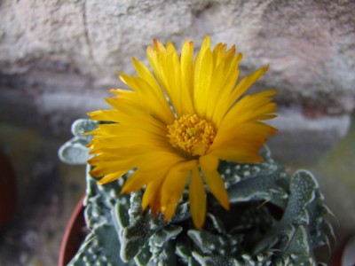DSCF4350.JPG