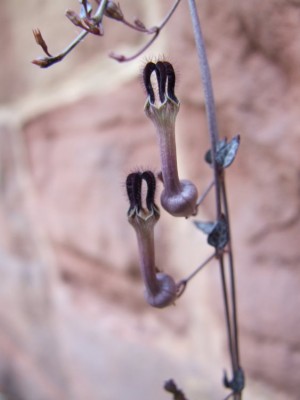 DSCF4356.JPG