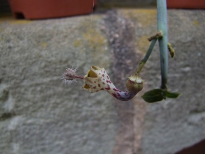 DSCF4351.JPG