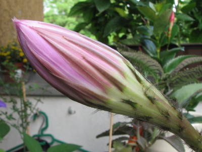 Blüte kaktus.jpg