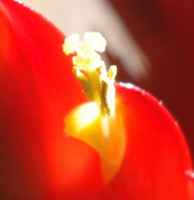 Blüte  _Flammendes Schwert_.JPG