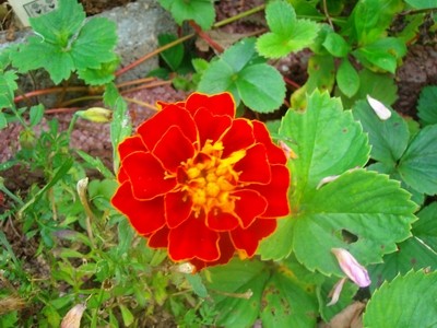 Tagetes - braun.JPG