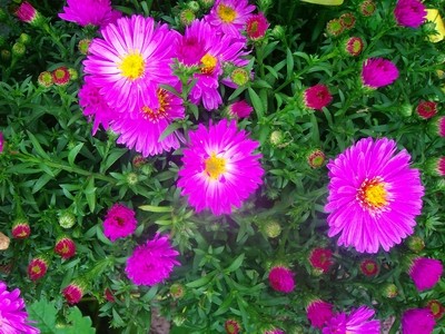 Aster - flieder.JPG