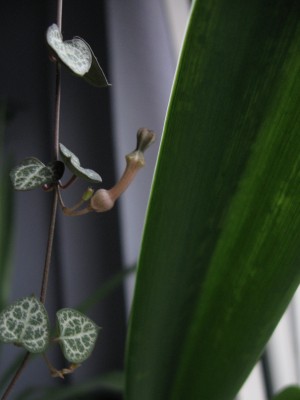 Ceropegia.jpg