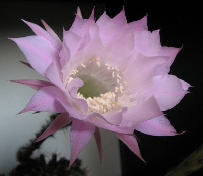 Blüte echinopsis 01.jpg