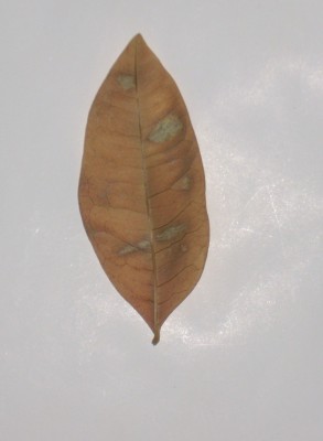 DSCI0029.jpg