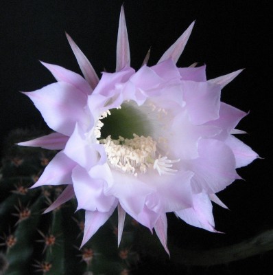 Blüte echinopsis 02.jpg