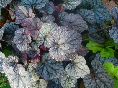 Heuchera - 3.JPG