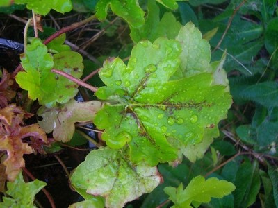 Heuchera - 2.JPG