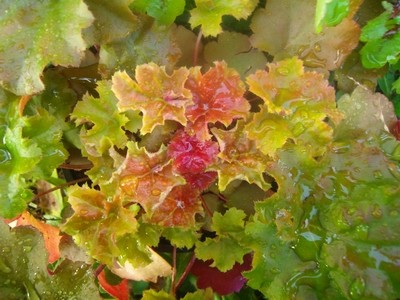 Heuchera - 1.JPG