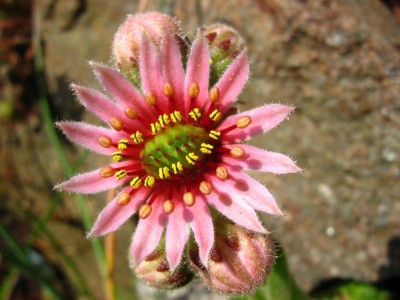 IMG_1423 Sempervivum.jpg