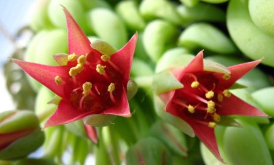 1446a Sedum morganianum.jpg