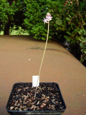 Scilla autumnalis (2).JPG