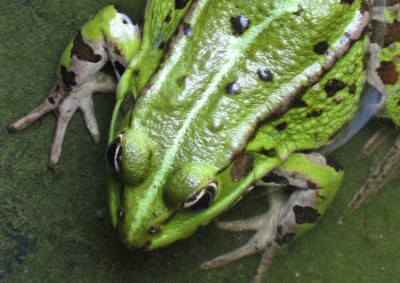 1371b Frosch.jpg