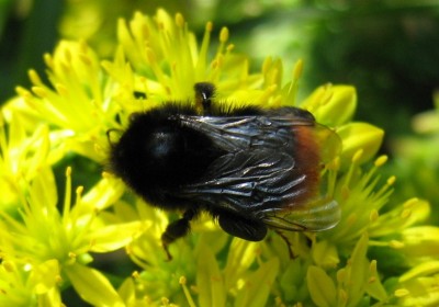 1272a Hummel.jpg