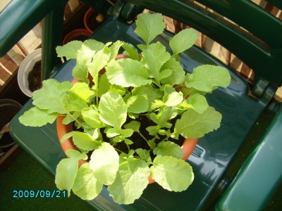PICT0729.JPG