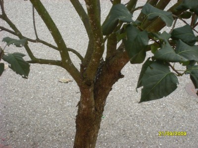 SL371276.JPG