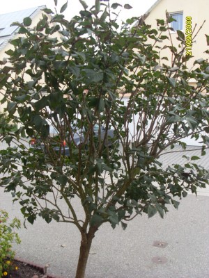 SL371275.JPG