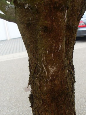 SL371274.JPG
