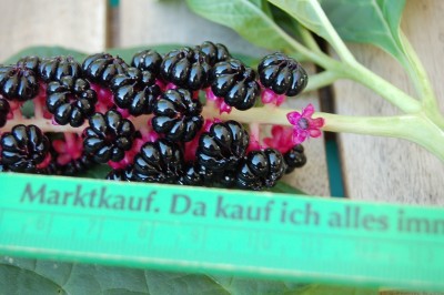 Blume 1.jpg