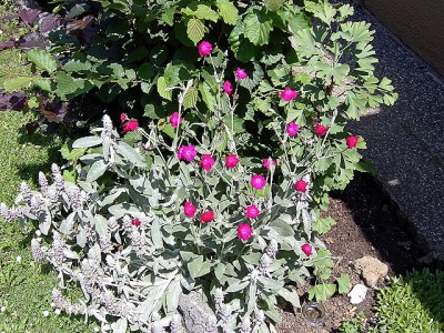 Kronen-Lichtnelken - Lychnis coronaria und Wollziest - Stachys byzantina.JPG