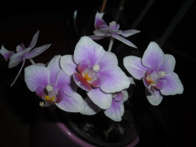 orchidee mit kindel.JPG