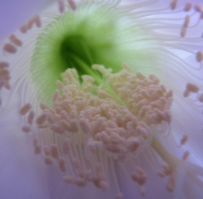 Blüte Echinopsis 03.jpg