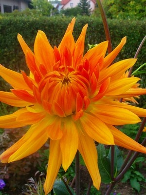 Kaktusdahlie - orange.JPG