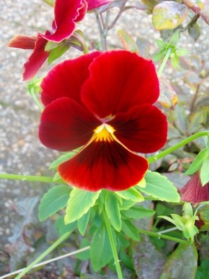 Hornveilchen - dunkelrot.JPG