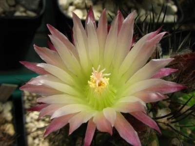 1431 Neochilenia fusera 2.jpg