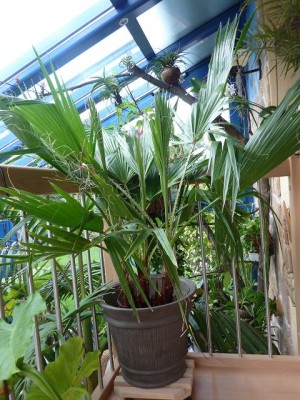 Washingtonia filifera.jpg