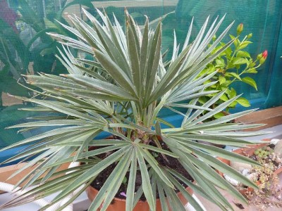 trithrinax campetris.jpg