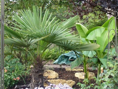 Trachycarpus fortunei.jpg